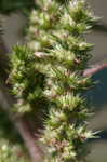 Smooth amaranth <BR>Smooth pigweed